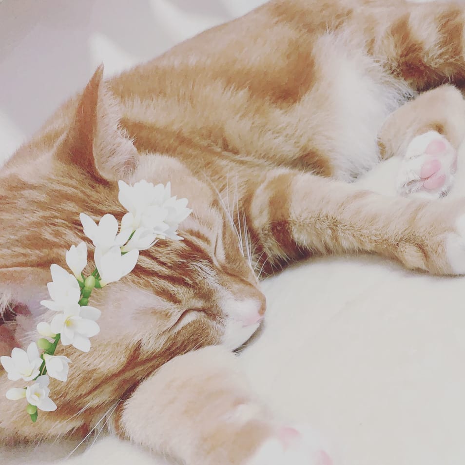 オンラインレッスン1週間