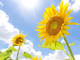 今夜もオンラインレッスンで