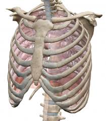 9月のテーマ：骨盤と胸郭の配置
