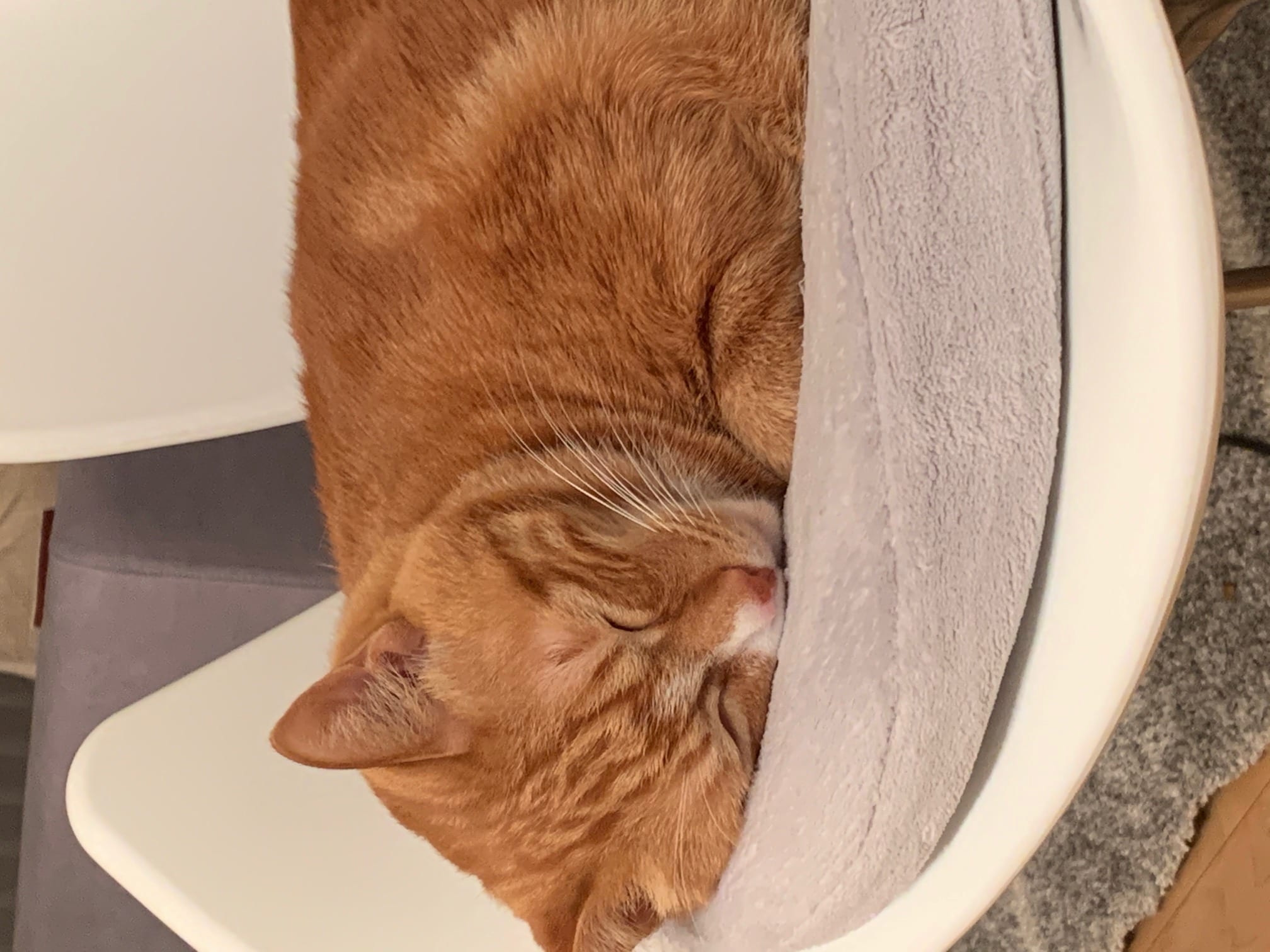 人が太るメカニズムと脂肪細胞の正体