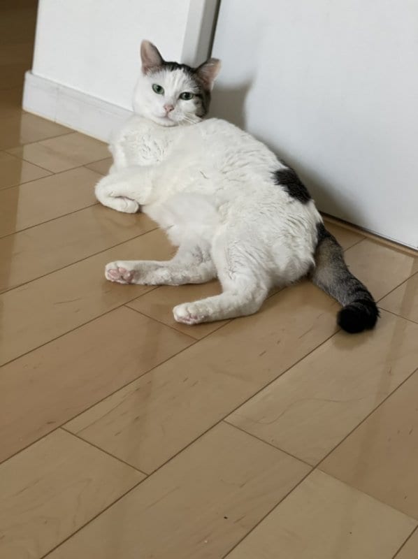 解剖学のアップデートとチェアレスク