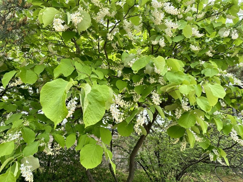 ジャズクラス新曲：マイケル「BAD」