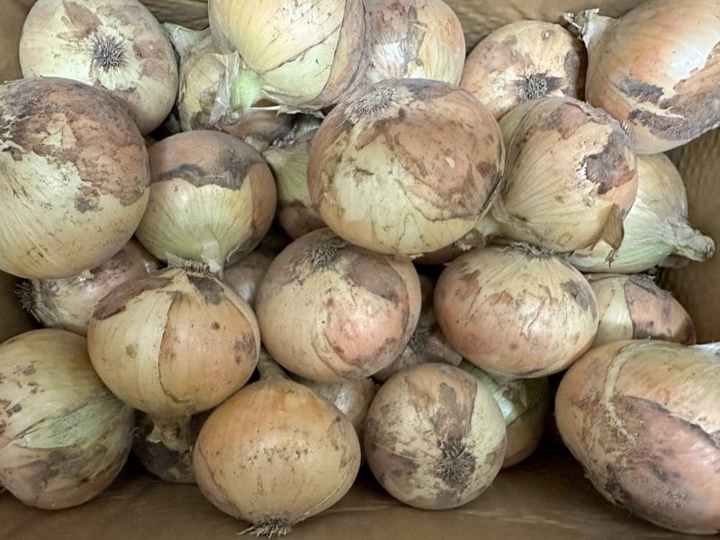 淡路島玉ねぎ100kgと野菜との会話