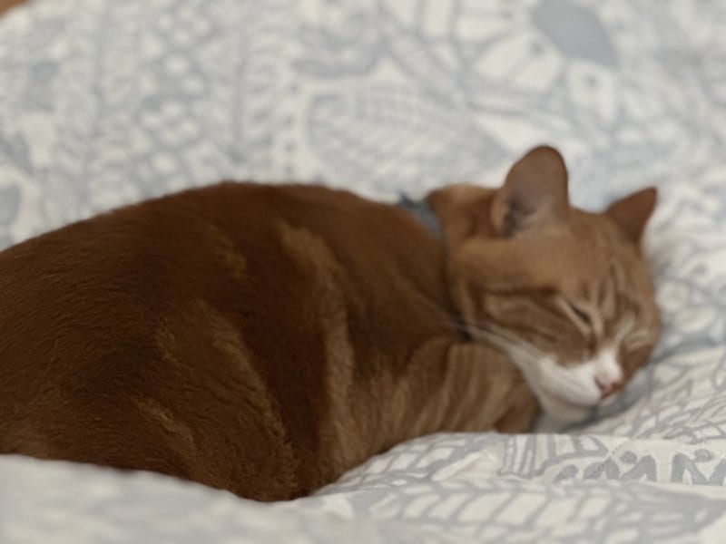 代謝の衰えと時間の経過感覚の科学