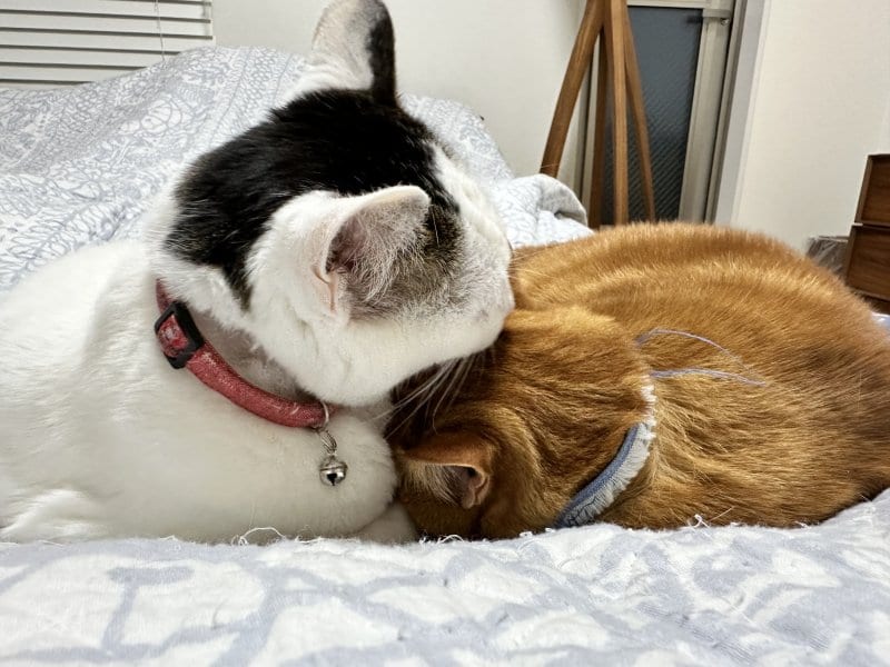 娘との断捨離と年始の準備